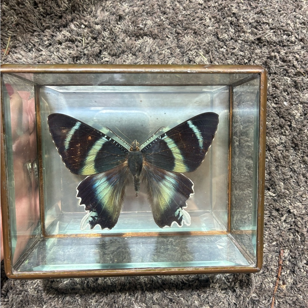 Vintage A. Agathyrus 1998 glass framed butterfly